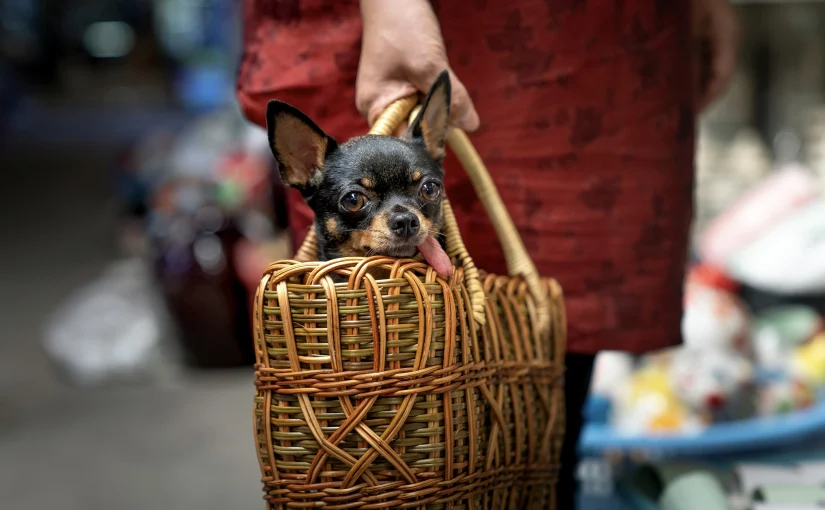 Everything to Know About Flying With a Dog