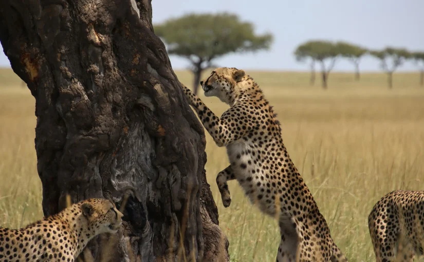 Kenya Safari Tours Packages