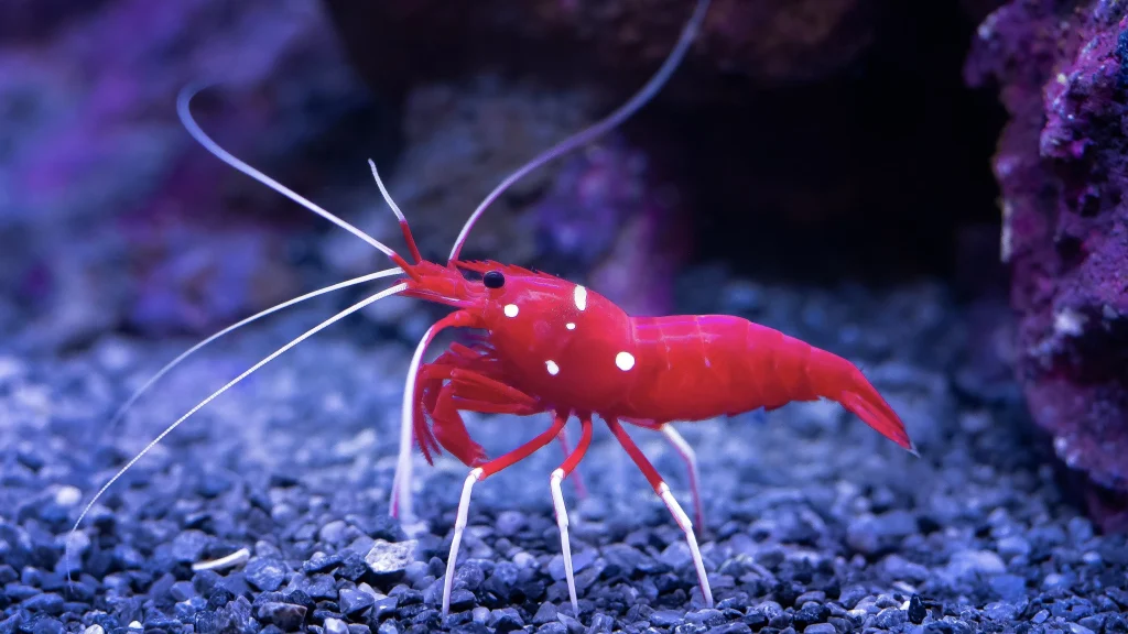 L’Oceanogràfic Valencia