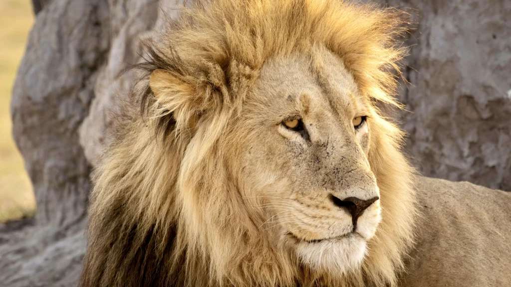 World Tours & Safaris Tanzania